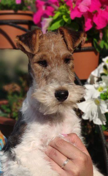 fox-terrier