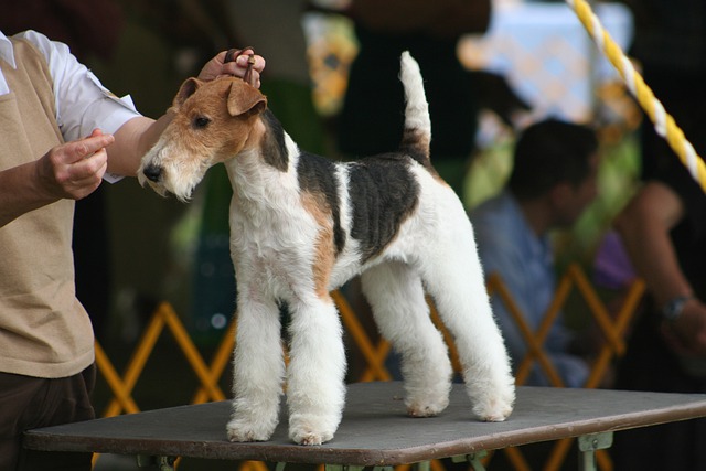 fox-terrier