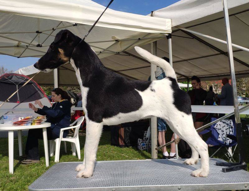 foxterrier-fajtamentes