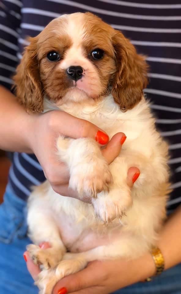 king-charles-spaniel-kolyok