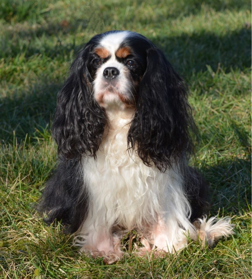 king-charles-spaniel