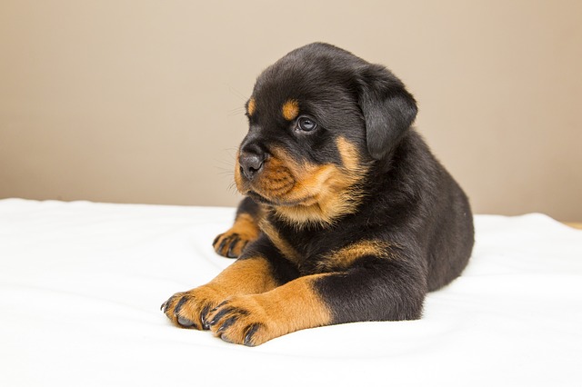 rottweiler-kolyok-ara