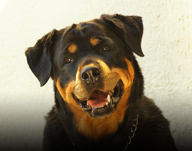 rottweiler-kutya-tartas