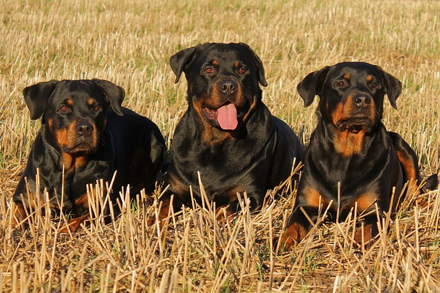 rottweiler-nevelese