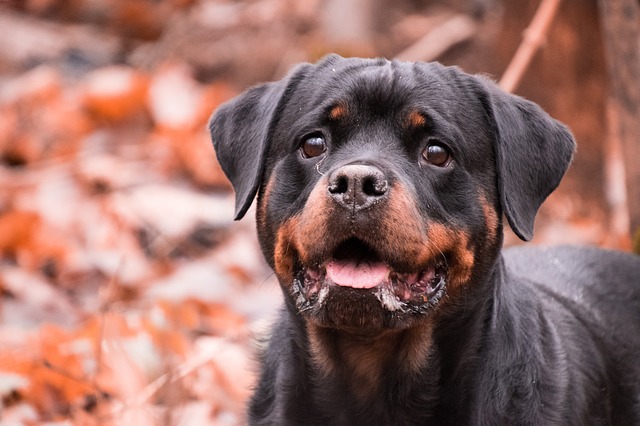 Caine Rottweiler – Gigantul neînțeles