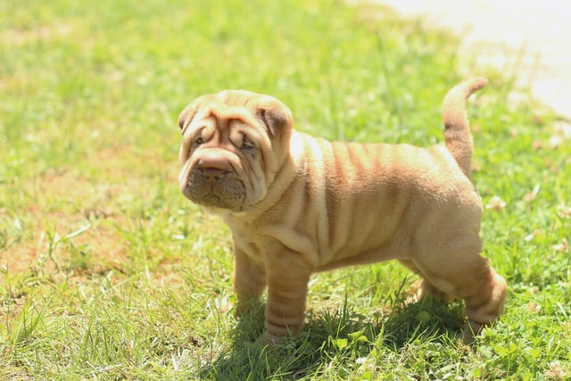 shar-pei-kolyok