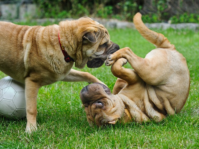 shar-pei