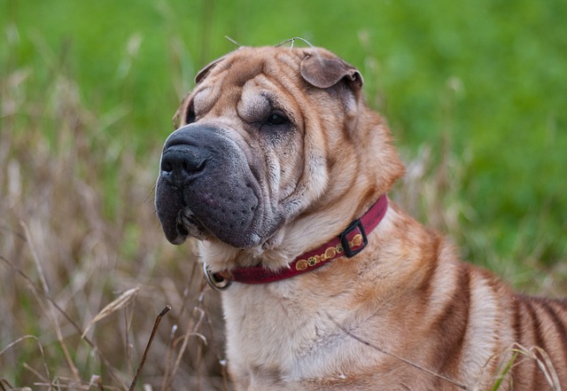 sharpei