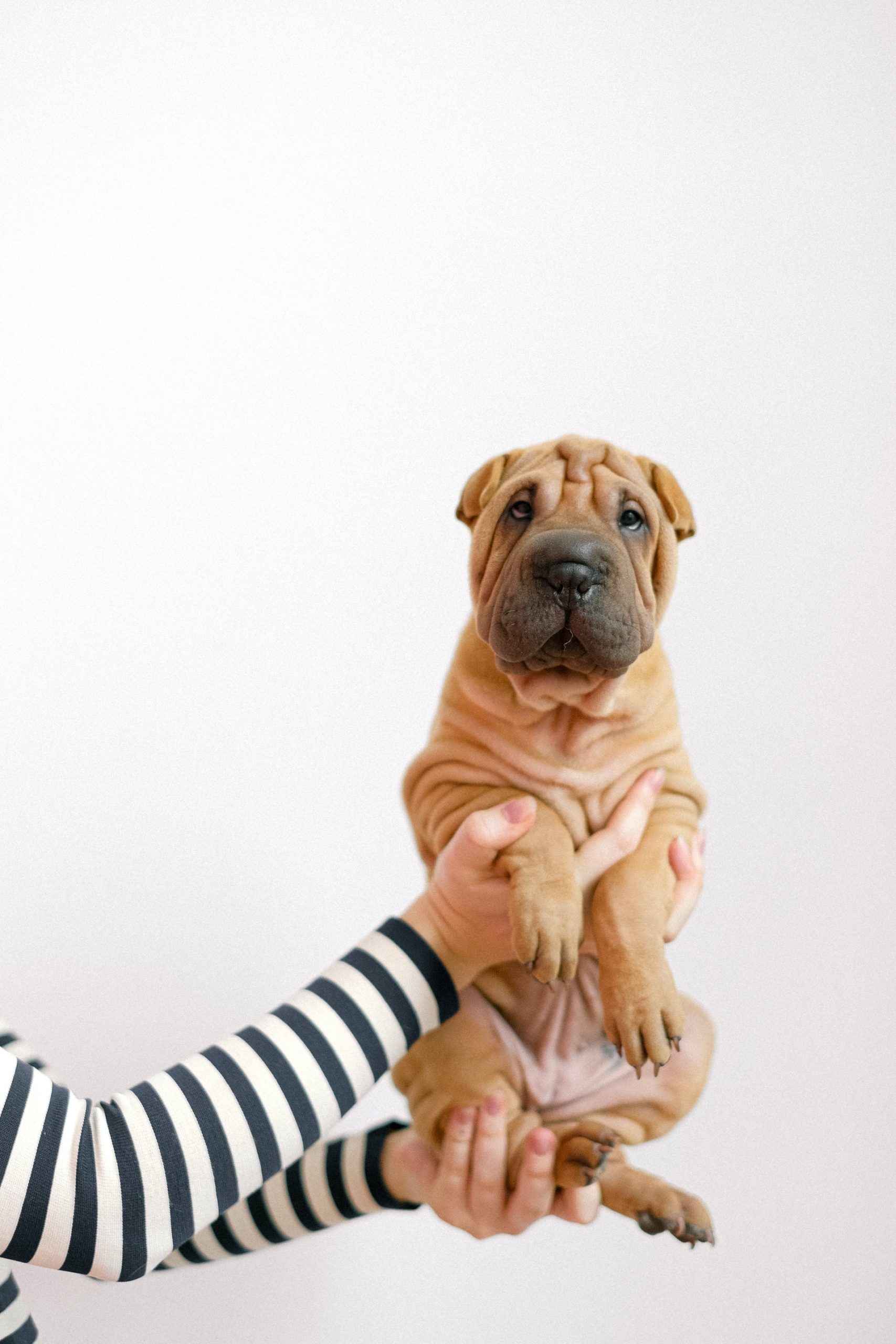 Caine Shar Pei – Sub straturi de piele, un favorit al familiei