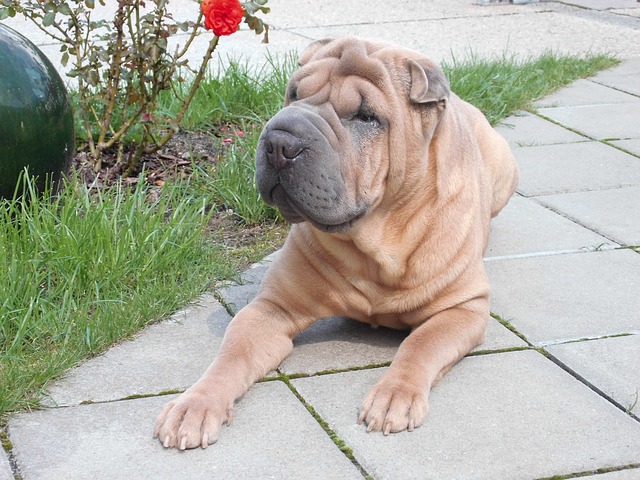 sharpei-kutya