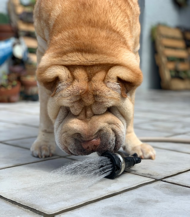 caine-shar-pei