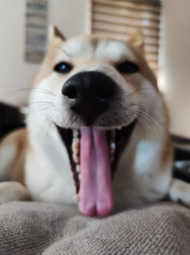 shiba-dog