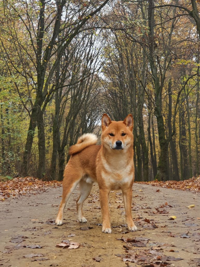 shiba-inu-him