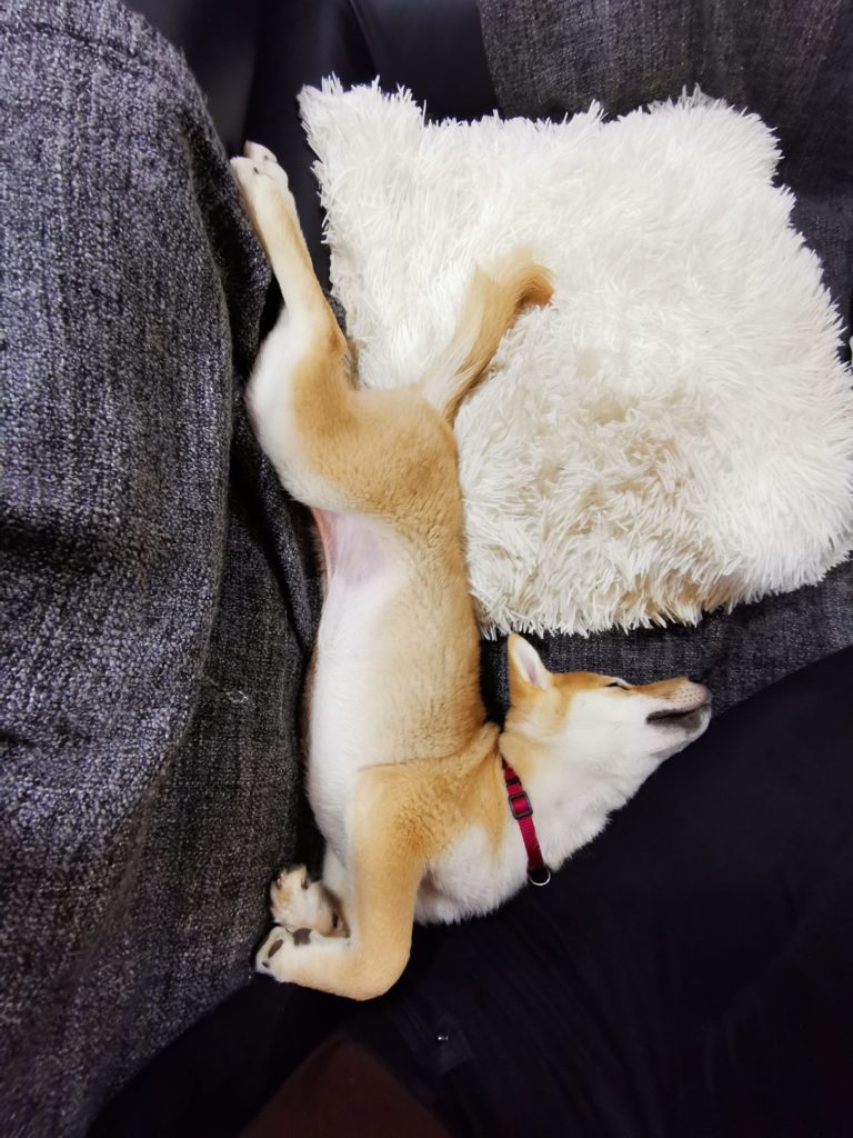 shiba-inu-kolyok