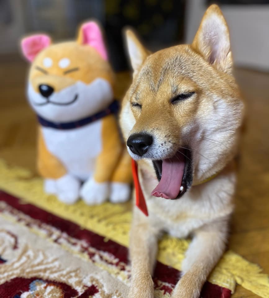 shiba-inu-kutya