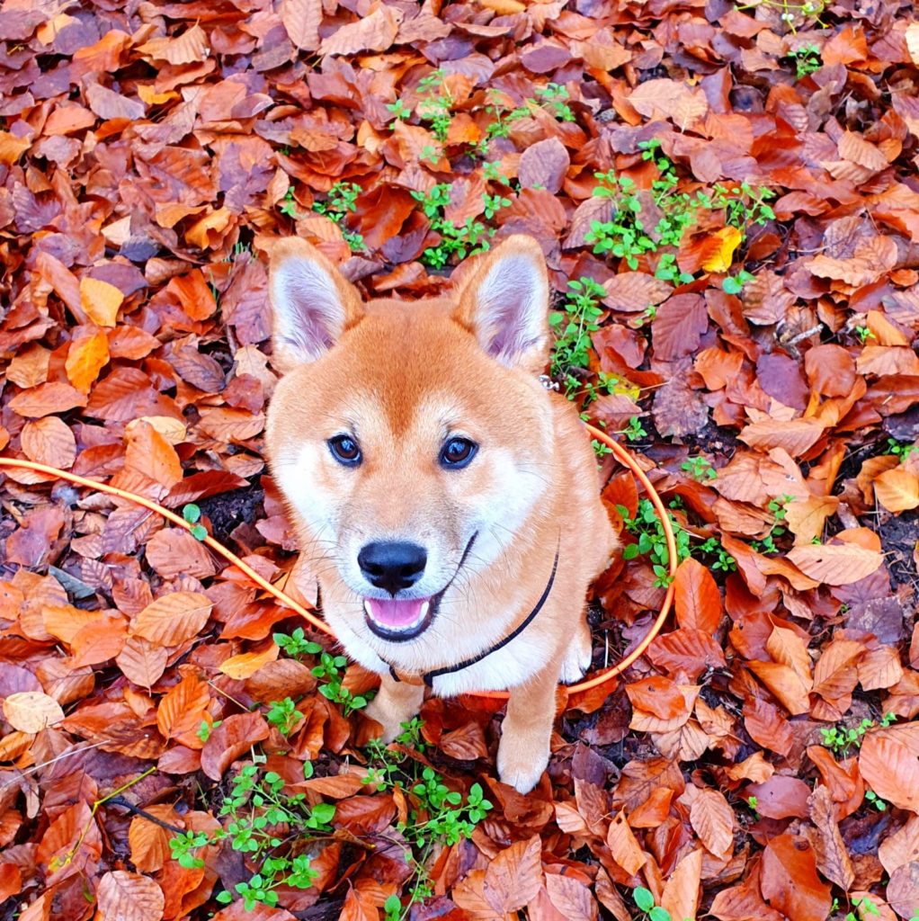 shiba-kolyok