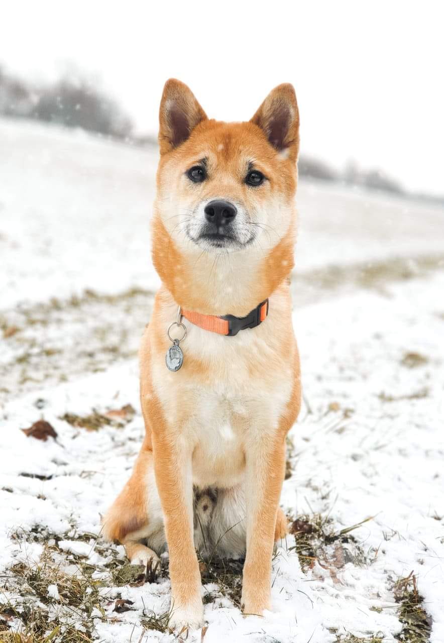 Shiba Inu – Cel mai popular câine-meme japonez