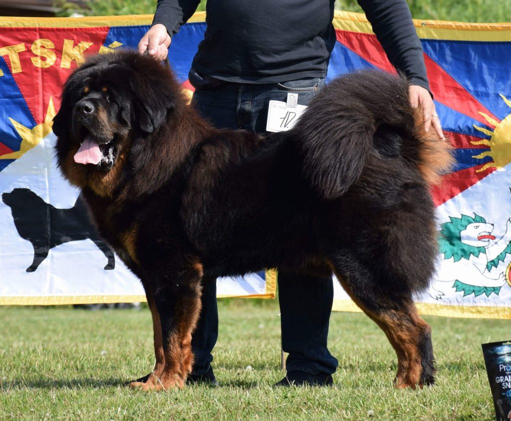 tibeti-mastiff