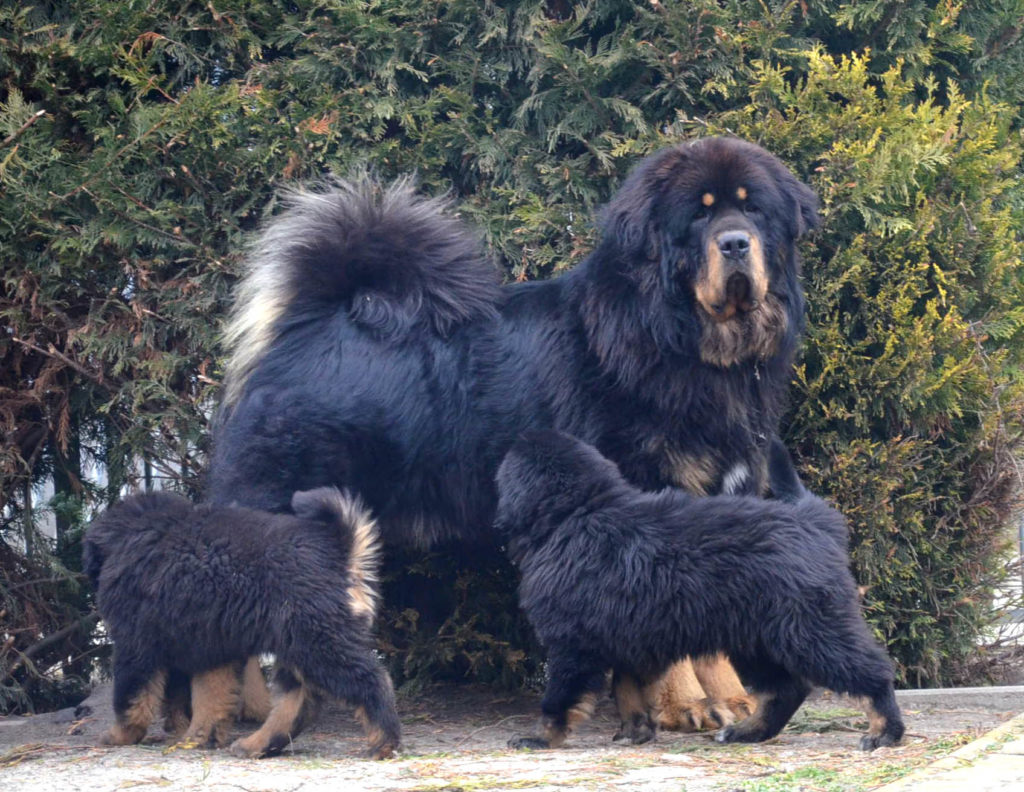 Mastiff tibetan