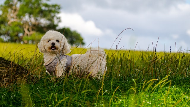 bichon-bolognese