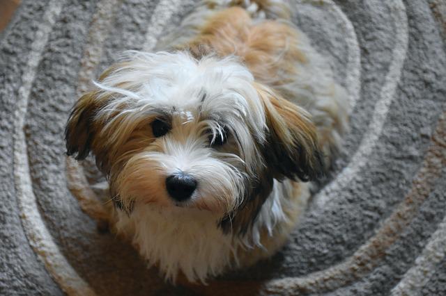 bichon-havanese