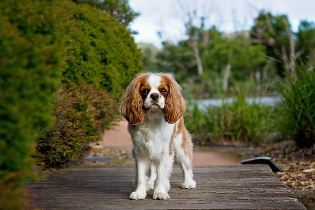 cavalier-spaniel