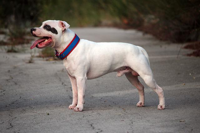 staffordshire-bull-terrier-