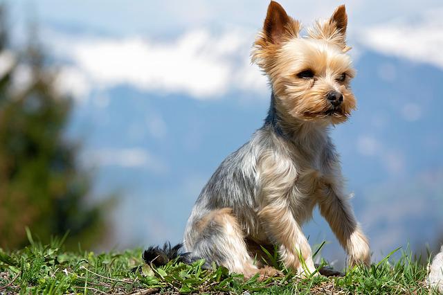 yorkshire-terrier