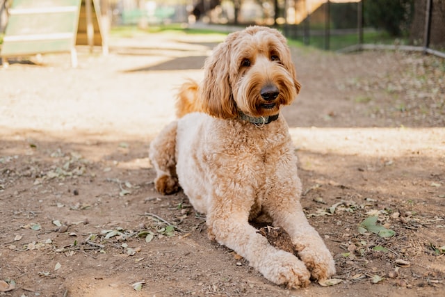 labradoodle