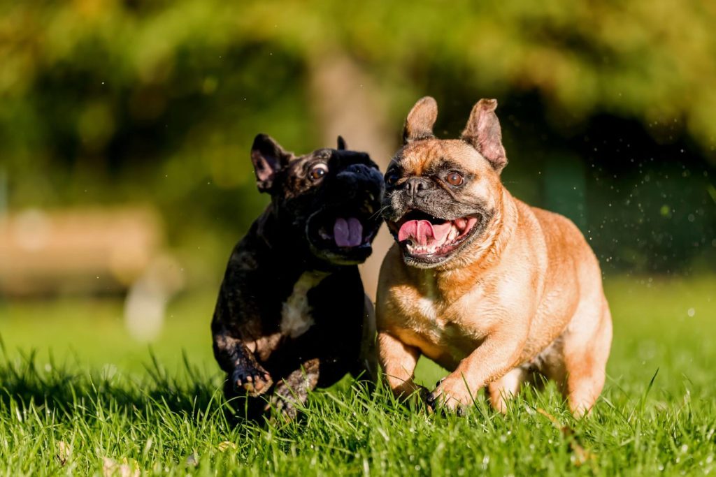 francia-bulldog-vermerseklet