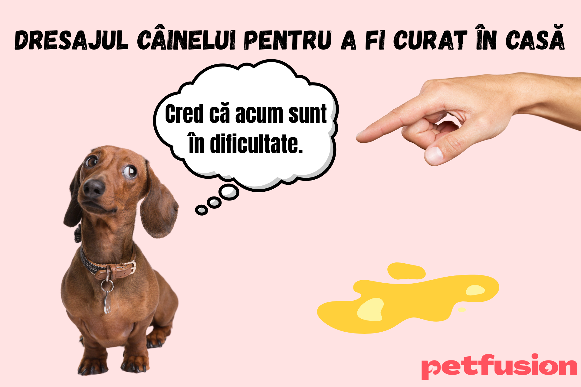 Învățarea câinelui cu curățenia în casă – îți oferim câteva sfaturi!