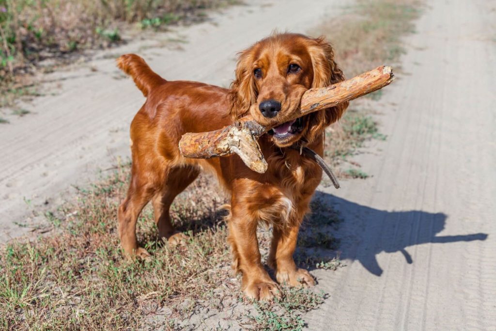 angol-cocker-spaniel