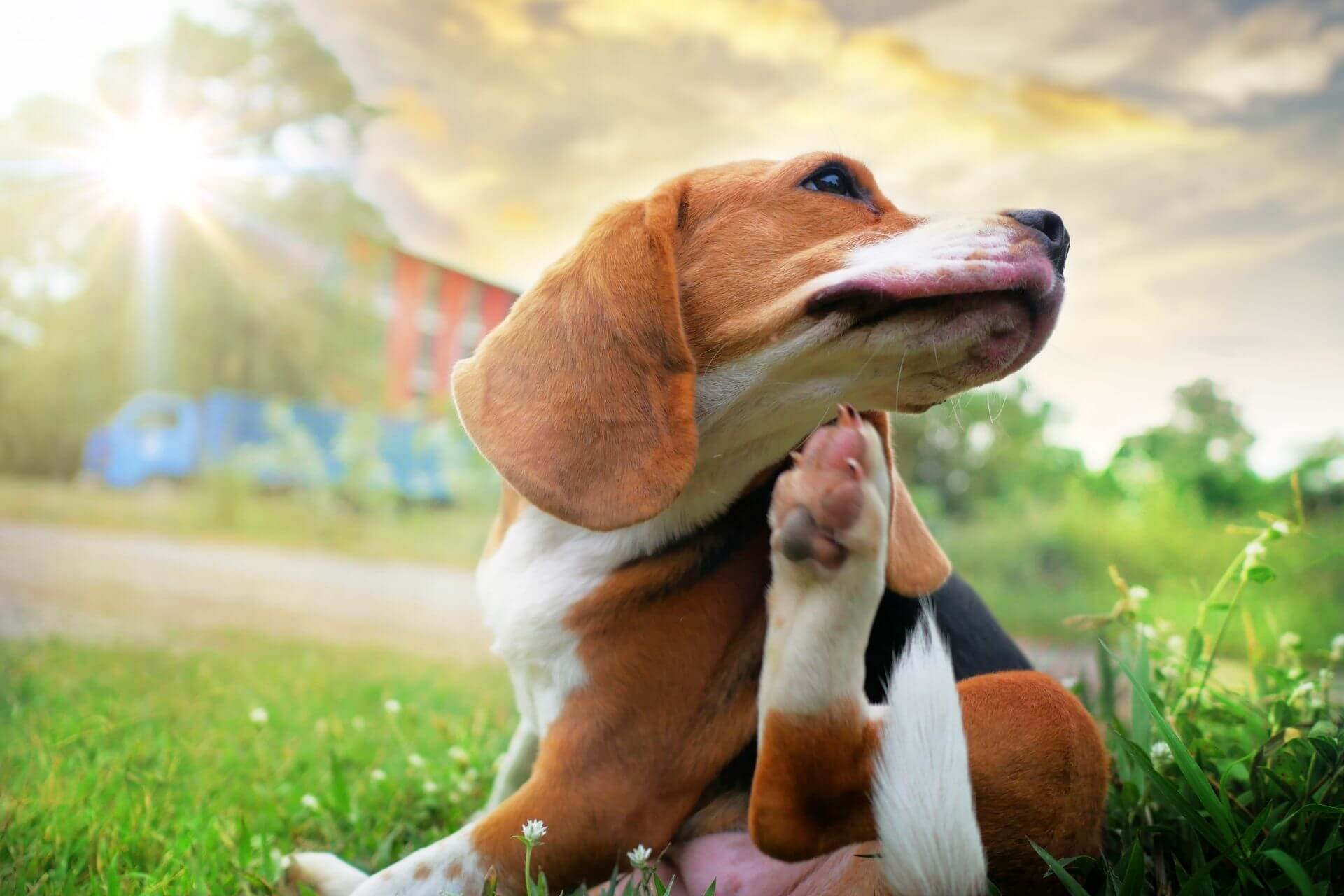 Simptomele alergiilor la câini- oaspete neinvitat în viața câinilor.