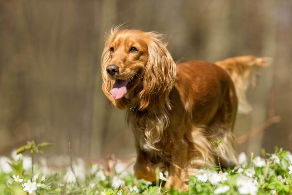 spaniel