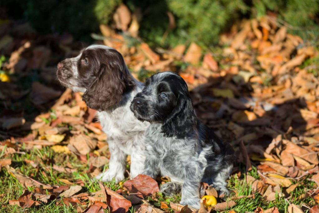 cocker spaniol englezesc