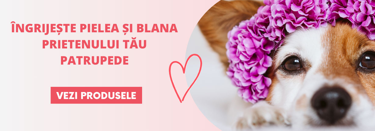 Petguru Hero Kép