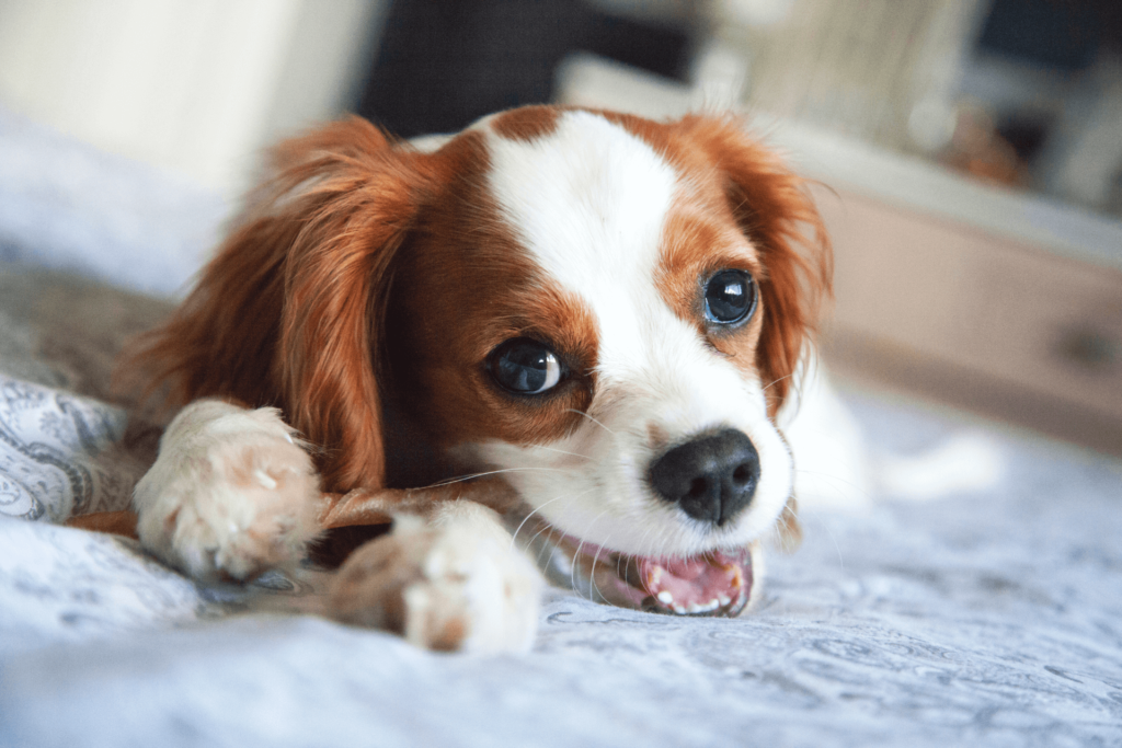 spaniel-puppy