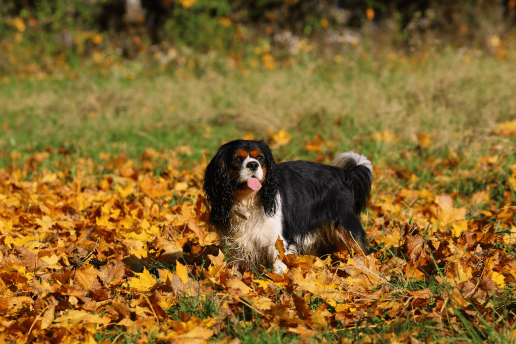 tricolor-cavalier-king-charles